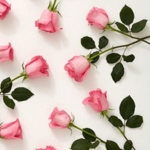 Meet your Posher, Rosa